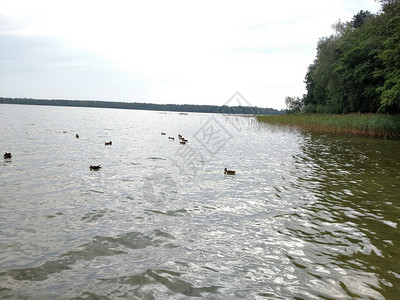湖绿树全景的鸭子在夏季海滩上图片