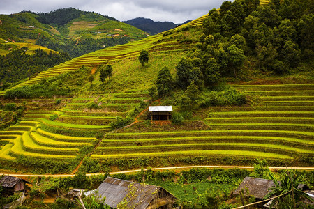 绿色城市越南MuCangChai水季的稻田由苗族少数民耕种背景