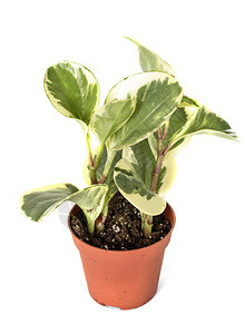 白背景面前的培罗米亚蒙图西夫利陶植物图片