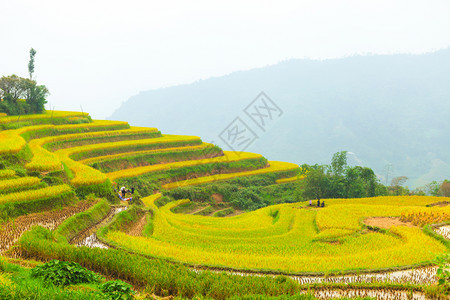 准备种植稻田越南北部河江省HuyenHoangSuPhiHuyenPhiHaGiang省BanPhungHuyenPhi背景图片