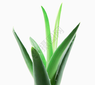 白底隔绝的Aloevera植物高清图片