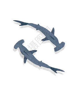 白底水彩锤头鲨鱼图片