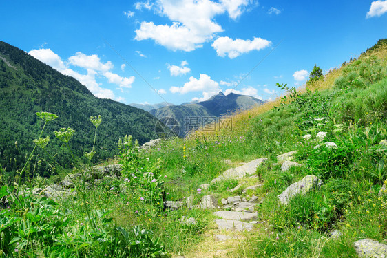 有绿草和鲜花的山地景观安道尔比利牛斯图片