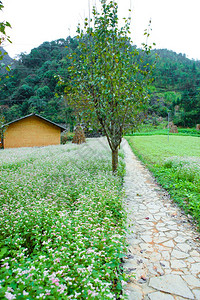 绿色城市越南河江哈是越南最北部的一个省份背景