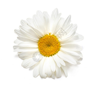 白色背景的美丽甘菊花图片