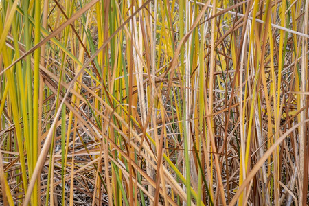 Reeds背景科罗拉多州明秋初的湖岸图片