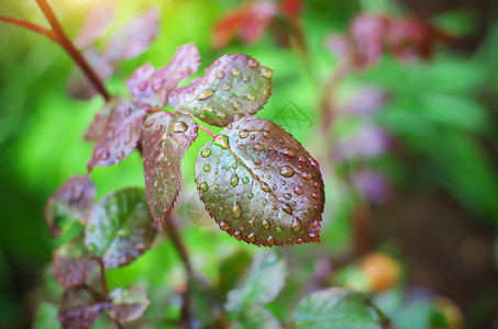 树叶上下着雨滴自然成份图片