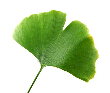 Ginkgobiloba白背景上孤立的叶子ginkgo叶子图片