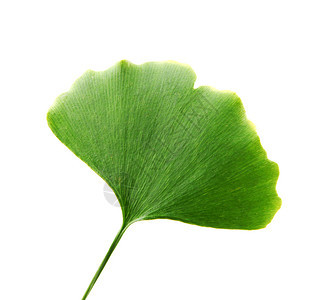 Ginkgobiloba白背景上孤立的叶子ginkgo叶子图片