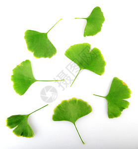 Ginkgobiloba白背景上孤立的叶子ginkgo叶子图片