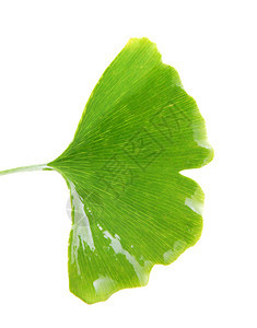 Ginkgobiloba白背景上孤立的叶子ginkgo叶子图片