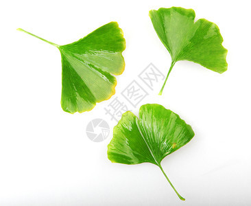 Ginkgobiloba白背景上孤立的叶子ginkgo叶子图片