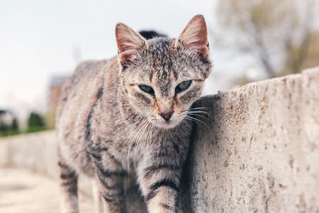 街上一只美丽的猫高清图片