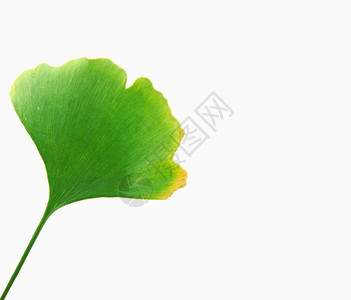 Ginkgo白背景孤立的叶子图片