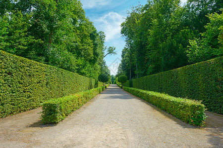 德国城区公园的高篱笆背景图片