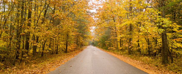 森林公路冬季即将到来农村公路在树木间行走游颜色明亮背景