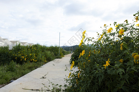 越南乡村的Dalat是旅游城市有着美景村野花图片