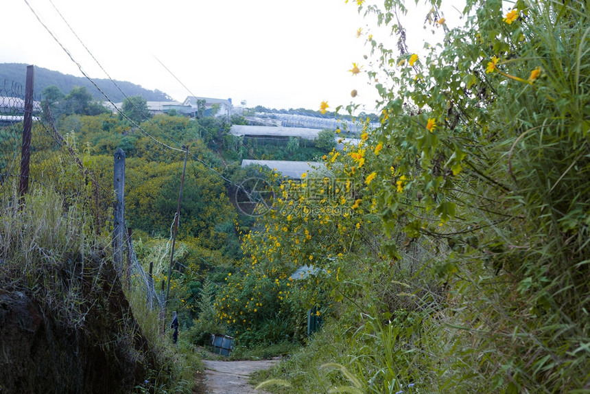 越南乡村的Dalat是旅游城市有着美景村野花图片