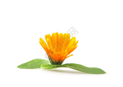 Marigold白纸孤立的卡伦杜拉Officinalis图片