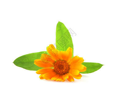 Marigold白纸孤立的卡伦杜拉Officinalis图片