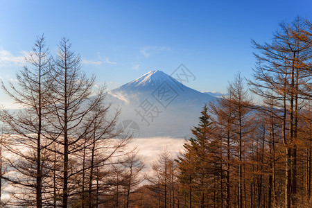 在日本Yamaashi的藤川口子Tofukawaguchiko以晨雾或见山和干枯树的空中景象图片