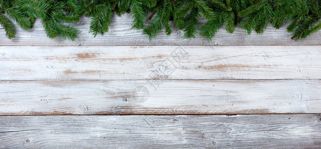 圣诞长青树的顶端边界白旧木头上的绿色树枝图片