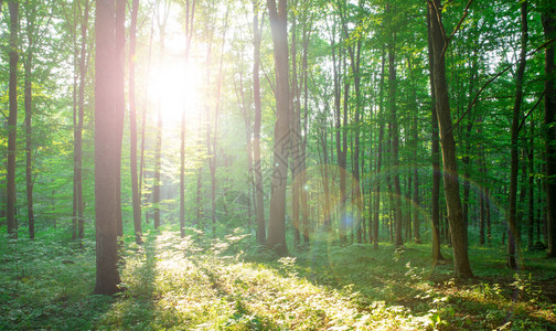 林树天然的绿木阳光背景高清图片