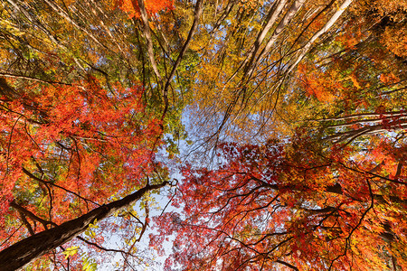 秋天在山桥藤川口附近红叶落日本有棵蓝天底的树图片