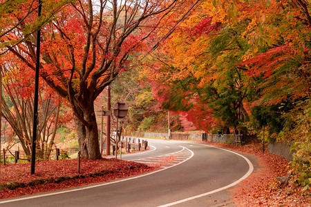 秋天在Yamaashi的藤川口附近一条路上有红色的落叶日本有一棵蓝天背景的树图片