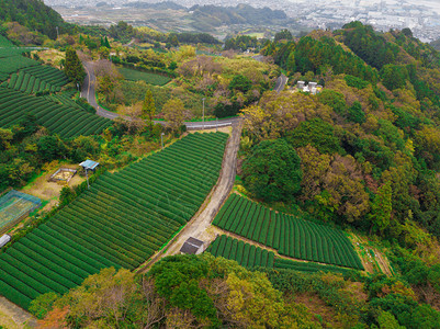 秋季静冈Shizuoka水稻田的空中景象绿色农村地区或日本山丘上的农村土地图片