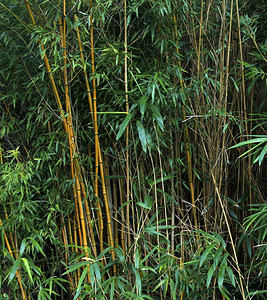 热带森林中的竹茎图片