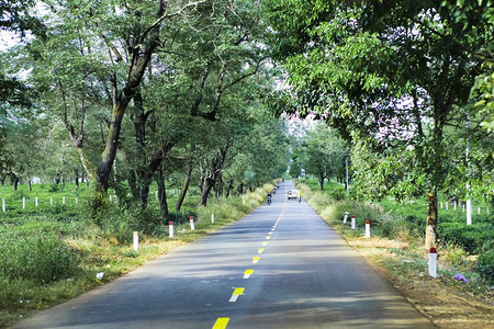 经过越南吉亚莱省茶田的道路图片