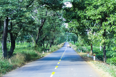 经过越南吉亚莱省茶田的道路图片