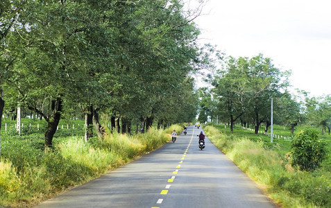 经过越南吉亚莱省茶田的道路图片