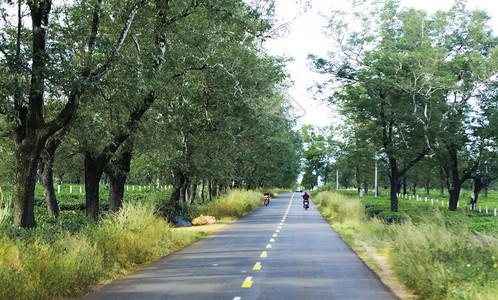 美丽的道路经过越南吉亚莱省茶田图片