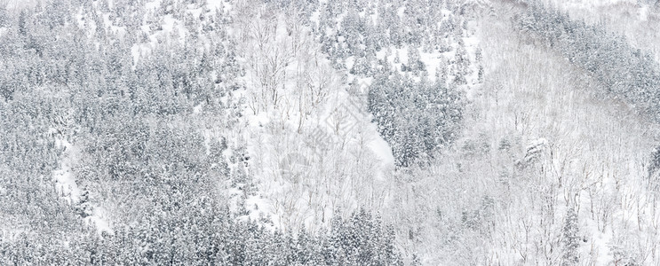白川地清布松林冬季风景图片