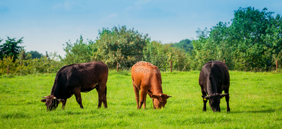 草原全景中的一群奶牛图片