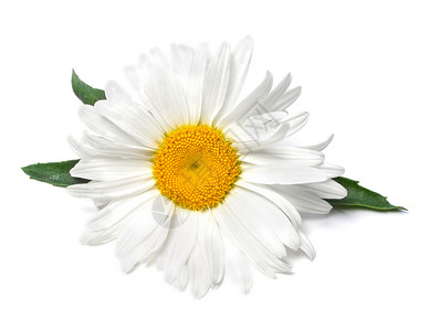 白色背景的美丽甘菊花图片