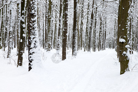 冬季的林中道路高清图片