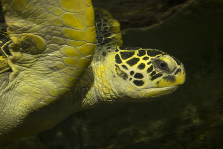 靠近水下游泳绿海龟的头部图片