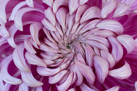 粉红菊花的心脏全框图片