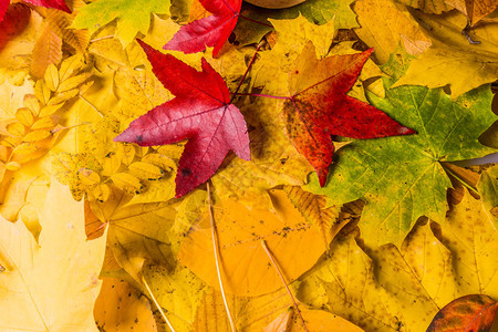 秋叶背景秋叶红色高清图片素材