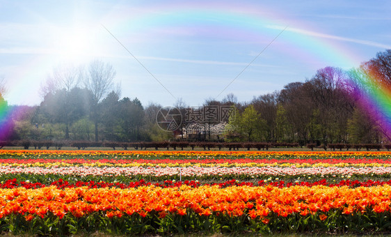 立方公尺对着彩虹的郁金香图片