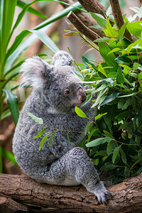 Koala树上的枝图片