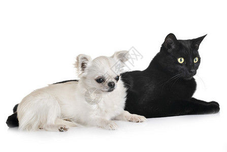 白色背景面前的黑猫和吉娃图片