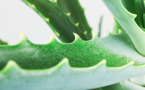 植物切片白色背景上的AloeVera切片背景