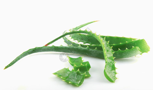 白色背景上的AloeVera高清图片