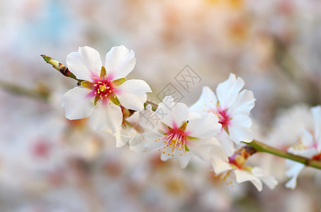 树上的春花设计要素图片