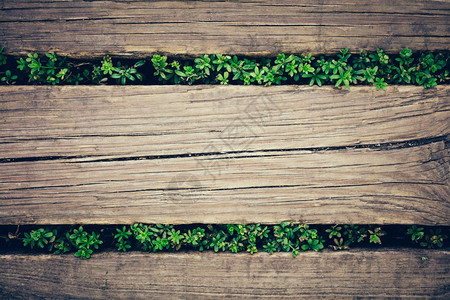 旧木制板绿色的制绿的的的的绿色的的的图片