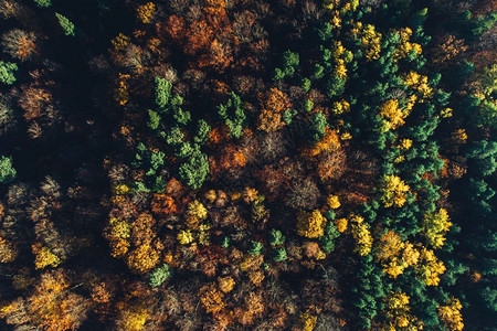 秋天森林从顶层看季节空中观自然黄金坠落从顶层看秋天森林图片